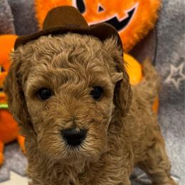 Lola - Red  female Goldendoodle puppy in Maricopa, Arizona from AZ Designer Goldendoodles