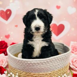 Black White Girl - Black and white female Aussiedoodle puppy in Oklahoma City, Oklahoma from Royal Paw Aussiedoodles