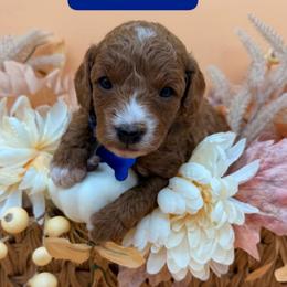 Jack - Blue Collar - Red  male Goldendoodle puppy in Cape Coral, Florida from Nay Nays Mini Doodles