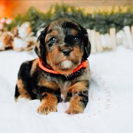 Red collar - Merle male Cockapoo puppy in Missoula, Montana from Big Sky Cockapoos