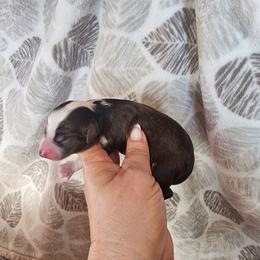 Apples - Red & white female Miniature Australian Shepherd puppy in Marysville, Washington from Garay Mini Aussies