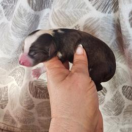 Apples - Red & white female Miniature Australian Shepherd puppy in Marysville, Washington from Garay Mini Aussies
