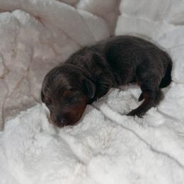 Moonshine - Blue and tan female Dachshund puppy in San Diego, California from Enchantables