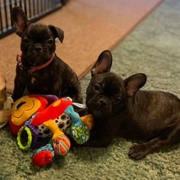 French Bulldogs from Sweet Dream French Bulldogs