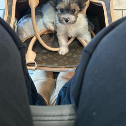 Iceland - Parti female Yorkshire Terrier puppy in Lynwood, Illinois from SaintNicksWay