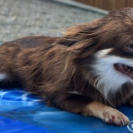 Chihuahuas from Southern Magnolia Chihuahuas