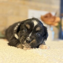 Molly - Black tri female Toy Australian Shepherd puppy in North Lakeport, California from Wild Rose Ranch