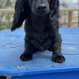 Shirley 4500 - Black and tan female Dachshund puppy in Steele, Alabama from Taylored Dachshunds