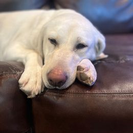 Aspen - Labrador Retriever