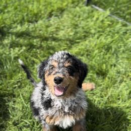 Bernedoodle Puppies from Little Diamond Doodles