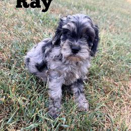 Ray with training - Merle male Cockapoo puppy in Boonville, North Carolina from Doods & Dolls