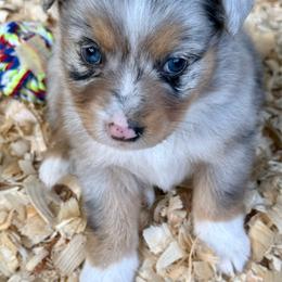 Aurora - Blue merle female Miniature Australian Shepherd puppy in Patterson, North Carolina from DreamLine Aussies