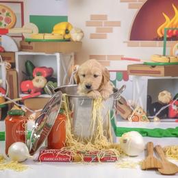 Ziti - Golden male Golden Retriever puppy in Sierra Vista, Arizona from Golden Borealis