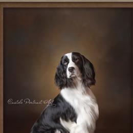 Cindy - English Springer Spaniel