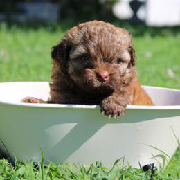 Russian Tsvetnaya Bolonka Puppies from Pink Lotus Kennels