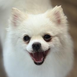Chihuahuas, Pomeranians, and Poodles from Ladybug Chihuahuas
