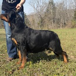 Rottweiler puppies from Obsessions Rottweiler