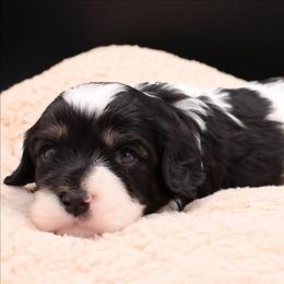 Artemis - Tri-color male Cavapoo puppy in Hendersonville, North Carolina from Grayfinn House