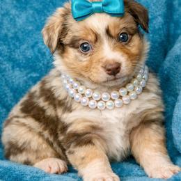 Teal collar - Red merle female Aussiedoodle puppy in 32046, Florida from River Hill Ranch