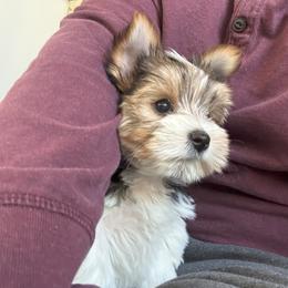 Yorkshire Terrier Puppies from Randy Smith