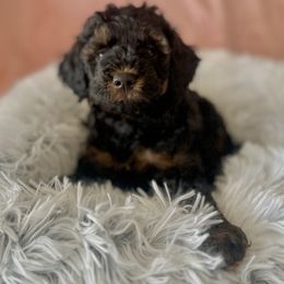 Aussiedoodle, Bernedoodle, Goldendoodle, and Poodle Puppies from Vallevistadoodles