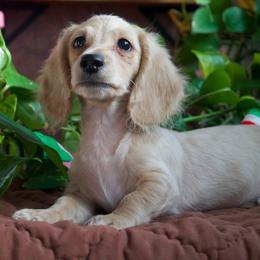 Cash - Cream male Dachshund puppy in Midland, Texas from The Barefield Doxies