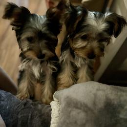 Yorkshire Terrier Puppies from Rumbaugh’s Yorkies