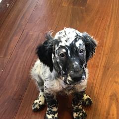 English Setters and Irish Setters from Tenacity Setters