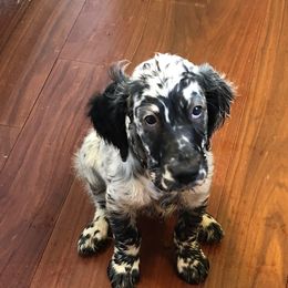 English Setters and Irish Setters from Tenacity Setters