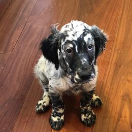 English Setters and Irish Setters from Tenacity Setters