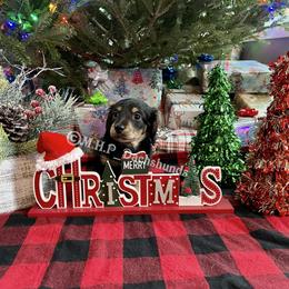 Dachshund Puppies from M.H.P Dachshunds
