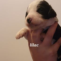 Lilac Girl - Black and white Sheepadoodle puppy in Agency, Missouri from Millies Legacy Farm