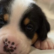 Greater Swiss Mountain Dogs from Bugyal Kennel