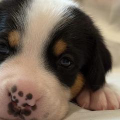 Greater Swiss Mountain Dogs from Bugyal Kennel