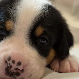 Greater Swiss Mountain Dogs from Bugyal Kennel