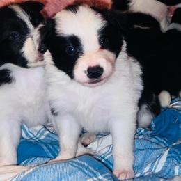 Angus - Black and white male Border Collie puppy in Liverpool, Pennsylvania from Breezy Acres Stock & Sporting Dogs