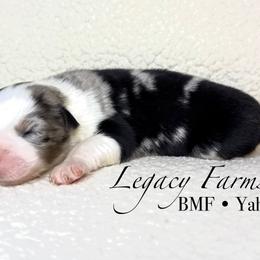 BMF Yahtzee - Blue merle female Australian Shepherd puppy in Shelby, Alabama from Legacy Farms
