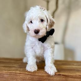 Rusty boy - Parti male Goldendoodle puppy in Rio Linda, California from Plush Doodles