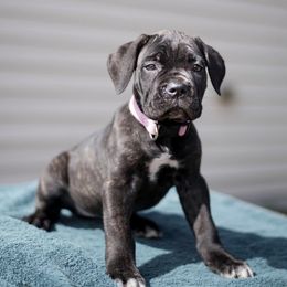 Cane Corso from Milmd Cane Corso