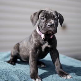 Cane Corso from Milmd Cane Corso
