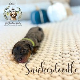 Girl 2 - female Australian Mountain Doodle puppy in Land O' Lakes, Florida from Olive’s Little Farmhouse Doodles