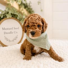 Asher - Red male Cavapoo puppy in Ephrata, Washington from Mustard Seed Doodle Co.