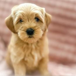 Tito - Apricot male Goldendoodle puppy in Garden Grove, California from Sunkissed Doodles