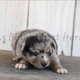 Girl 2 - Blue merle female Australian Shepherd puppy in Lubbock, Texas from Texas Bluebonnet Herders
