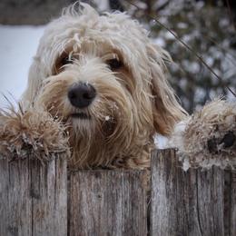 Australian Labradoodles from Sweet Maple Labradoodles, LLC