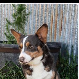 Beau - Pembroke Welsh Corgi