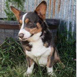 Beau - Pembroke Welsh Corgi