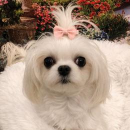 Lollipop - Maltese