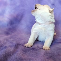 Pomsky Puppies from Valparaiso Pomskys