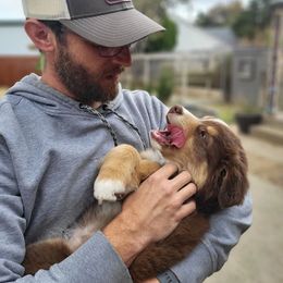 Australian Shepherd Puppies from AW Standard Aussies